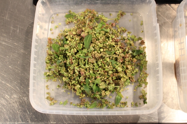 fresh Chenopodium seeds