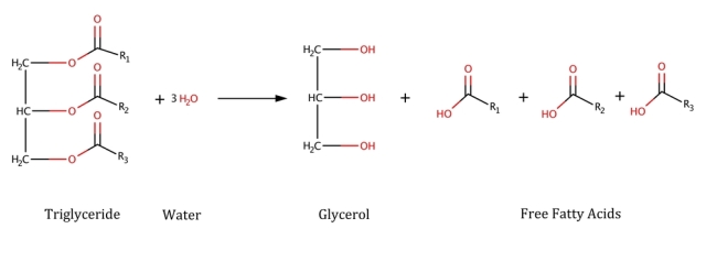 Figure 3: Schematic of the hydrolysis of a triglyceride. The free fatty acids can then break down.